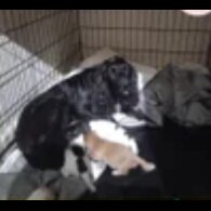 Cockapoo