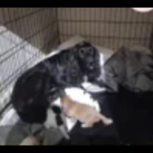 Cockapoo