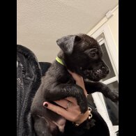 Staffordshire Bull Terrier
