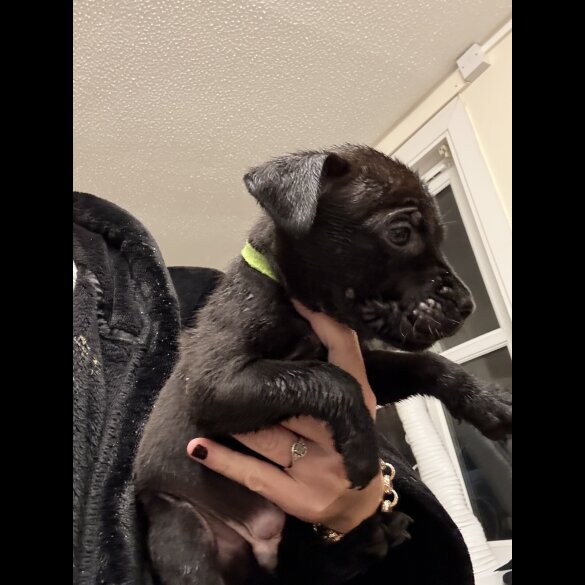 Staffordshire Bull Terrier