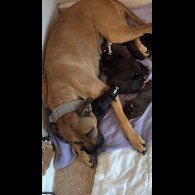 Staffordshire Bull Terrier