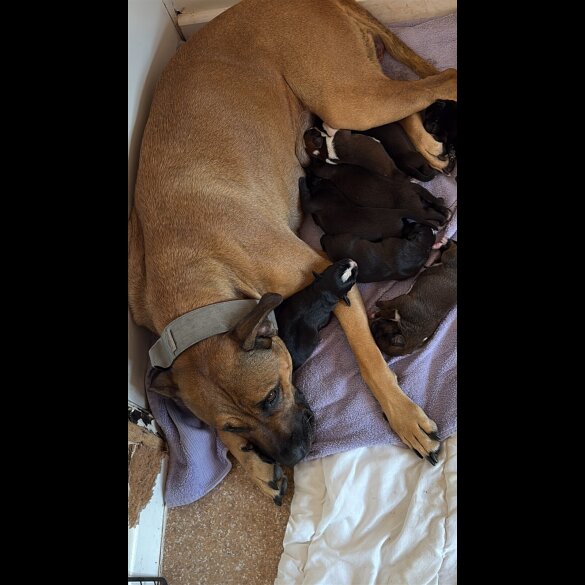 Staffordshire Bull Terrier