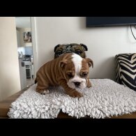 English Bulldog