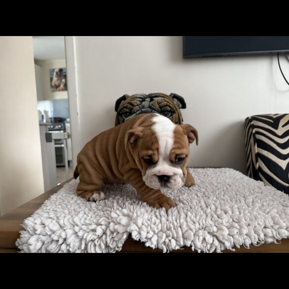 English Bulldog