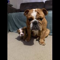 English Bulldog