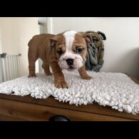 English Bulldog