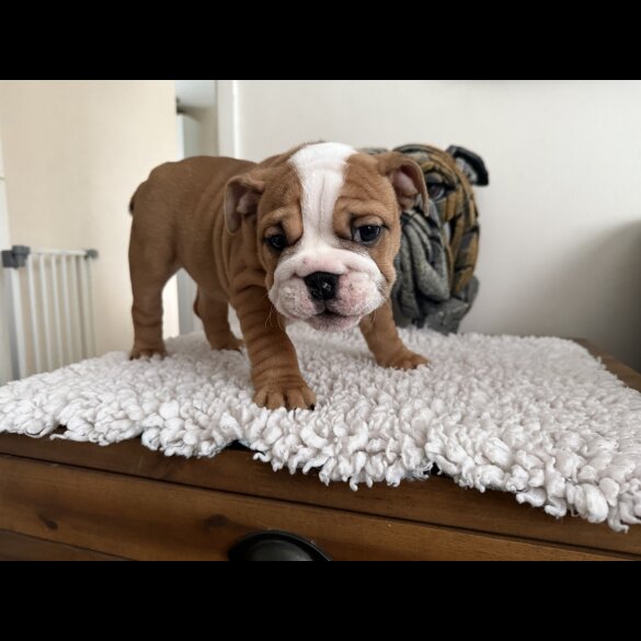 English Bulldog