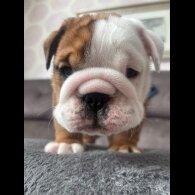 English Bulldog