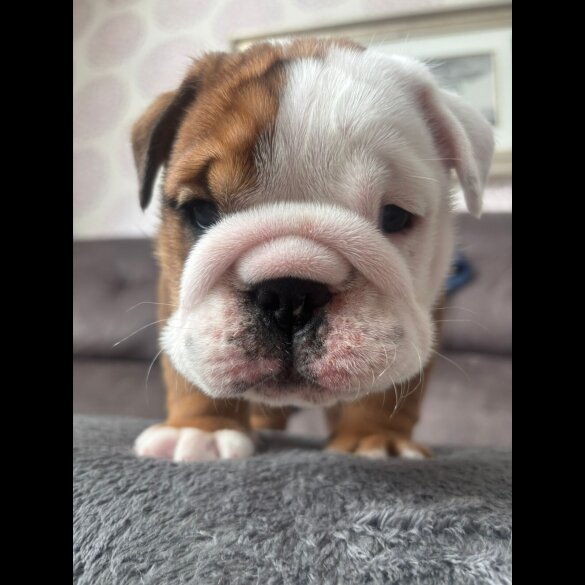 English Bulldog