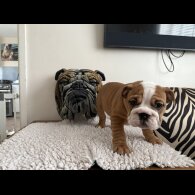 English Bulldog