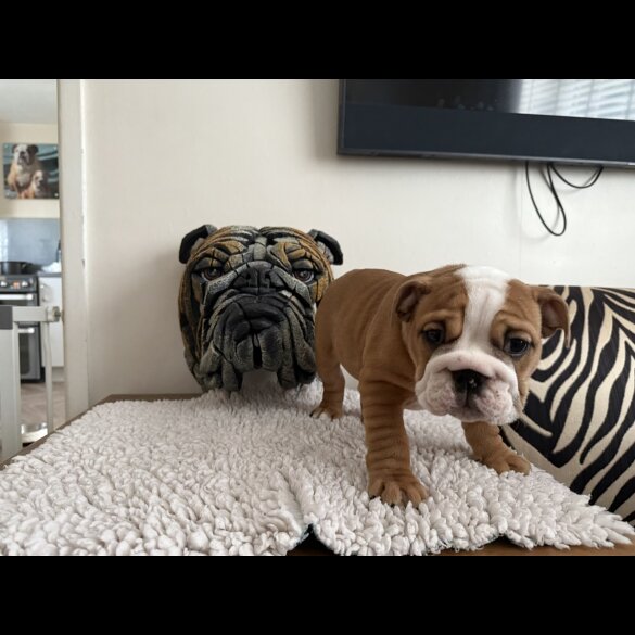 English Bulldog