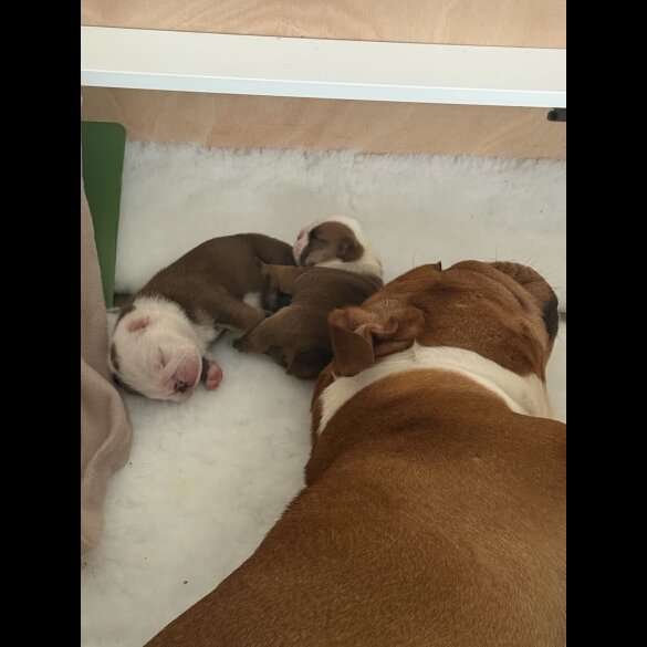 English Bulldog