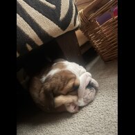 English Bulldog