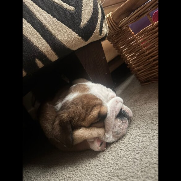 English Bulldog