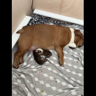 English Bulldog