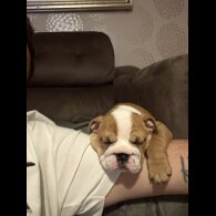 English Bulldog