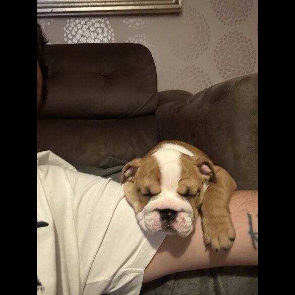 English Bulldog