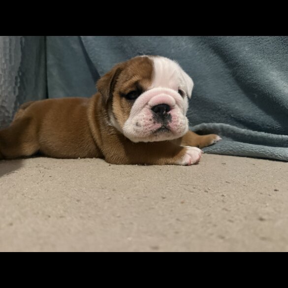 English Bulldog
