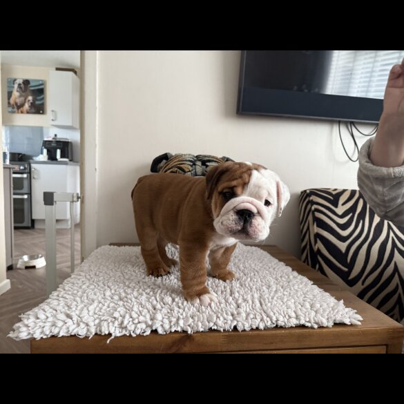English Bulldog