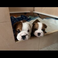 English Bulldog