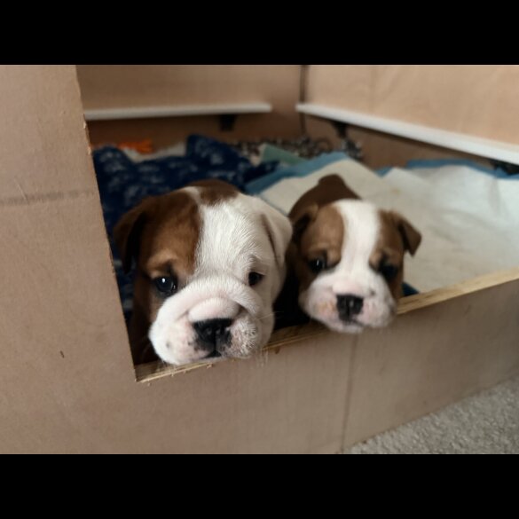 English Bulldog