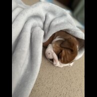 English Bulldog