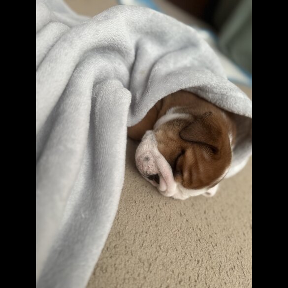 English Bulldog