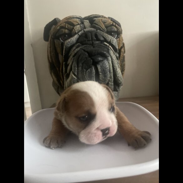 English Bulldog