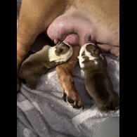 English Bulldog