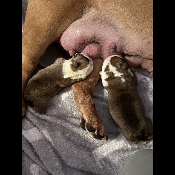 English Bulldog