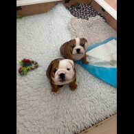 English Bulldog