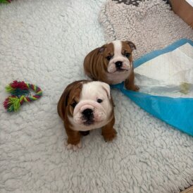 English Bulldog