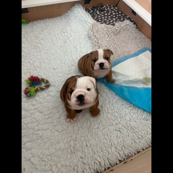 English Bulldog