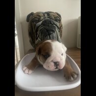 English Bulldog