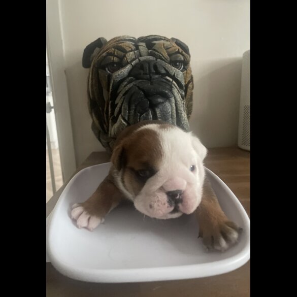 English Bulldog