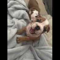 English Bulldog