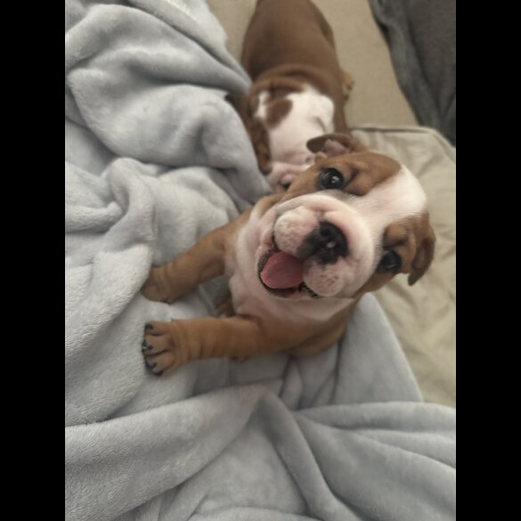 English Bulldog