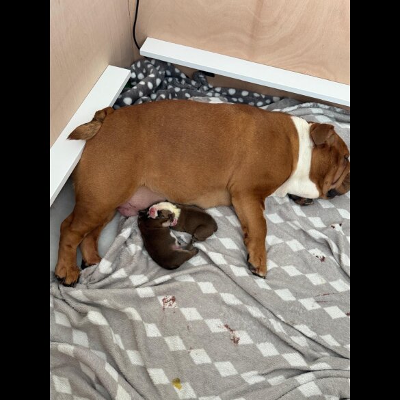 English Bulldog