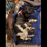 Sprocker Spaniel