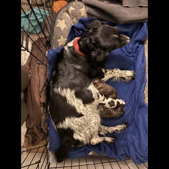 Sprocker Spaniel