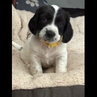 Sprocker Spaniel