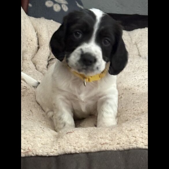 Sprocker Spaniel