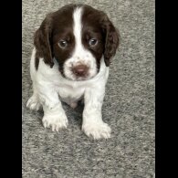 Sprocker Spaniel