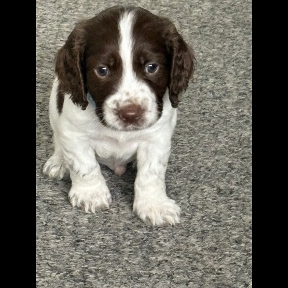 Sprocker Spaniel