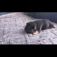 French Bulldog