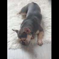 French Bulldog