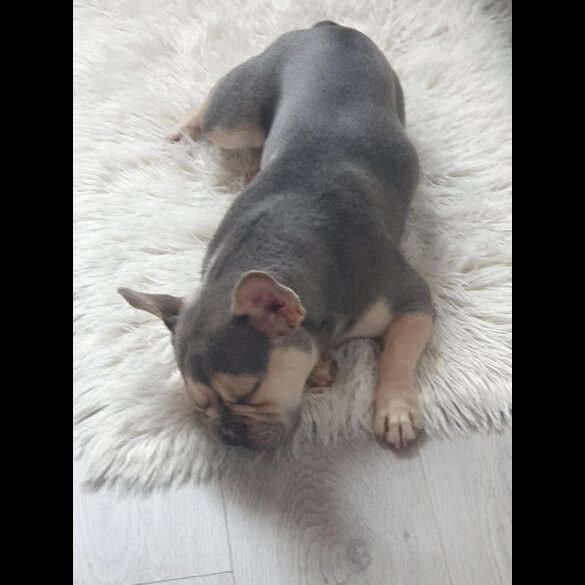 French Bulldog