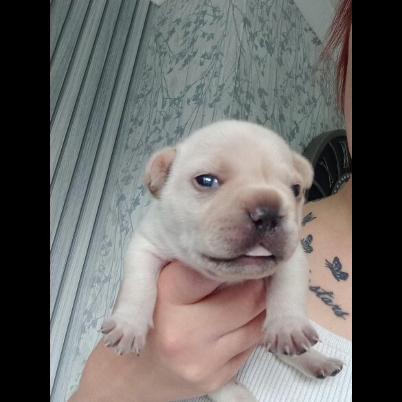 French Bulldog