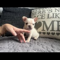 French Bulldog