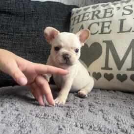 French Bulldog